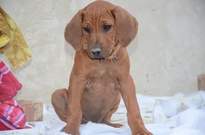 Rhodéský ridgeback - štěňata s PP