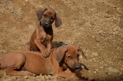 Rhodéský ridgeback - štěňata s PP