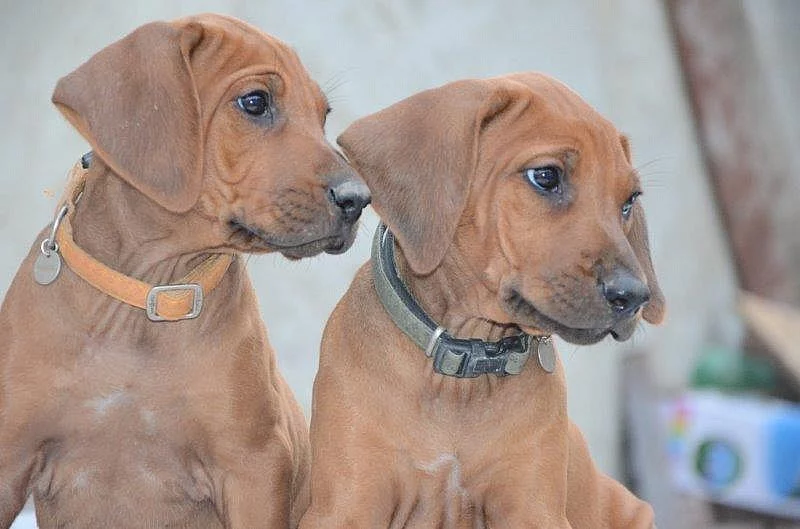 Rhodéský ridgeback - štěňata s PP