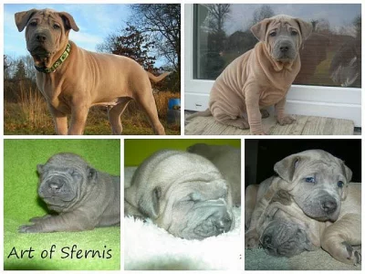 Thajskký ridgeback s PP