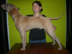 Thajskký ridgeback s PP