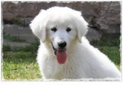 Slovenský čuvač - štěňata s PP