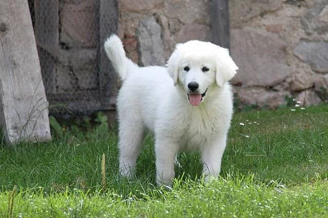 Slovenský čuvač - štěňata s PP