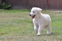 Slovenský čuvač - štěňata s PP