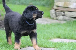 Hovawart s průkazem původu - štěňata k odběru