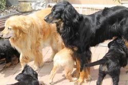 Hovawart s průkazem původu - štěňata k odběru