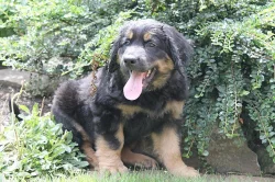 Hovawart s průkazem původu - štěňata k odběru