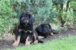 Hovawart s průkazem původu - štěňata k odběru