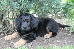 Hovawart s průkazem původu - štěňata k odběru