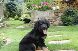 Hovawart s průkazem původu - štěňata k odběru