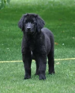 Štěňátka HOVAWART s PP k odběru