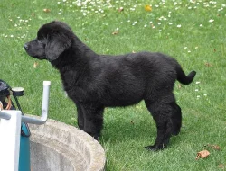 Štěňátka HOVAWART s PP k odběru