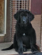 Štěňátka HOVAWART s PP k odběru