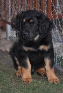 Štěňátka HOVAWART s PP k odběru