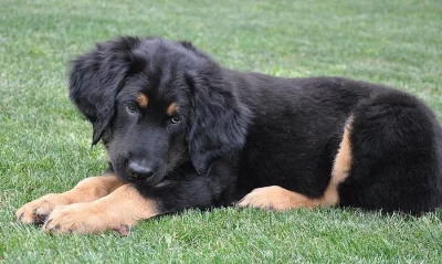 Štěňátka HOVAWART s PP k odběru