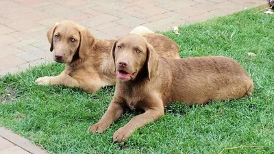 Chesapeake Bay Retriever K ODBĚRU!