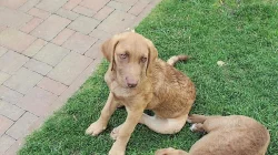 Chesapeake Bay Retriever K ODBĚRU!