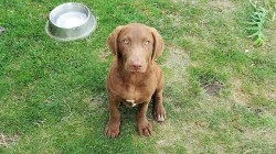 Chesapeake Bay Retriever K ODBĚRU!