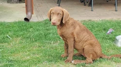 Chesapeake Bay Retriever K ODBĚRU!