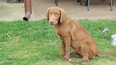 Chesapeake Bay Retriever K ODBĚRU!
