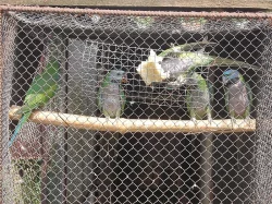 Papoušek královský ,Alexandr čínský