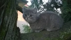 Prodám modré britské koťátko bez PP