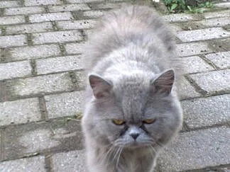 Prodám modré britské koťátko bez PP