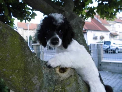 Pudl harlekýn - super cena!