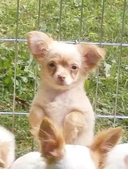 Čivava dlouhosrstá  s PP - pejsci