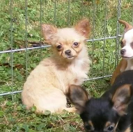 Čivava dlouhosrstá  s PP - pejsci