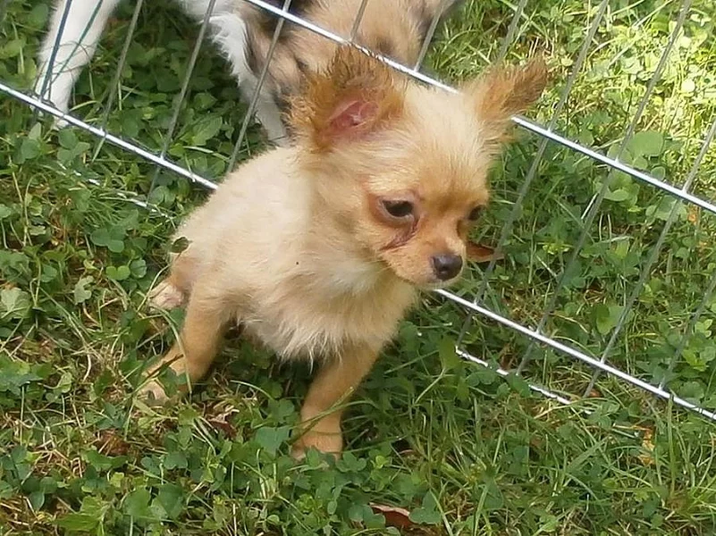 Čivava dlouhosrstá  s PP - pejsci