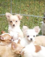 Čivava dlouhosrstá  s PP - pejsci