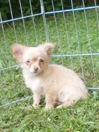 Čivava dlouhosrstá  s PP - pejsci