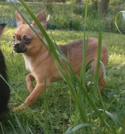 Čivava dlouhosrstá  s PP - pejsci