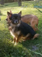 Čivava dlouhosrstá  s PP - pejsci