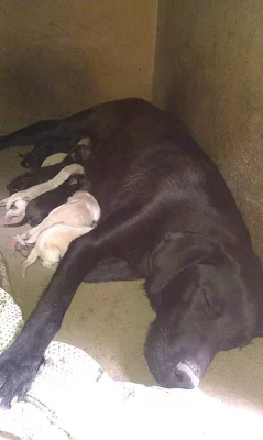 Zlátí a černí labradoři