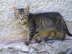 Daruji koťata