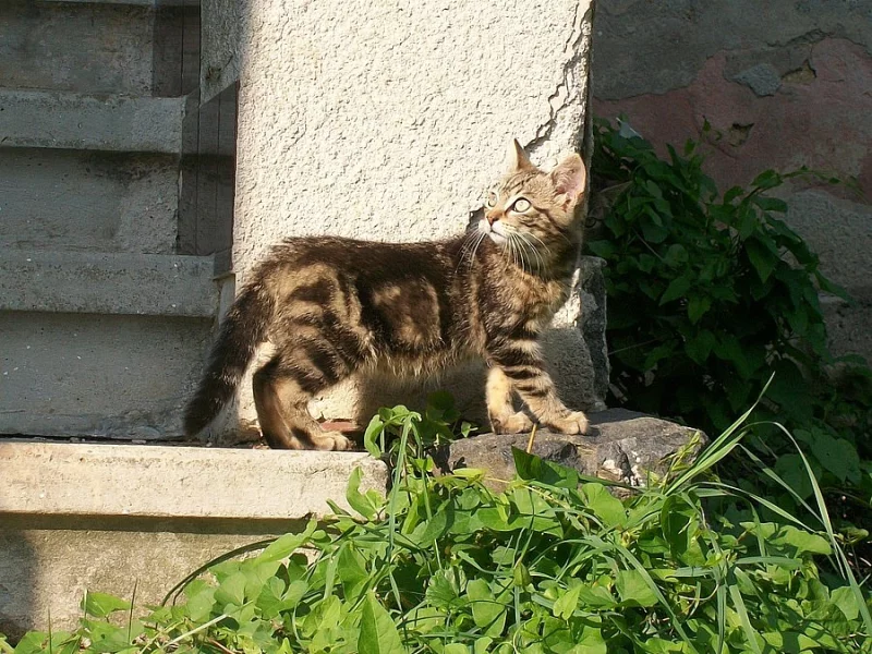 Daruji koťata