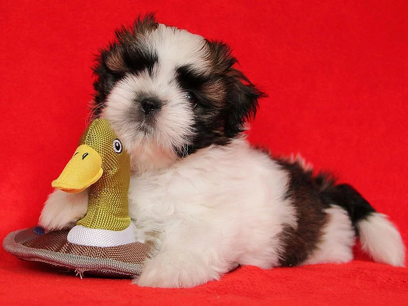 Shih-tzu, ši-tzu štěňátka s PP