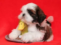 Shih-tzu, ši-tzu štěňátka s PP