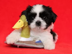 Shih-tzu, ši-tzu štěňátka s PP