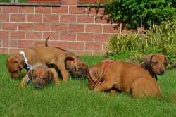 Rhodéský ridgeback krásná štěňata s PP