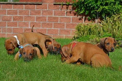 Rhodéský ridgeback krásná štěňata s PP