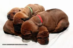 Rhodéský ridgeback krásná štěňata s PP