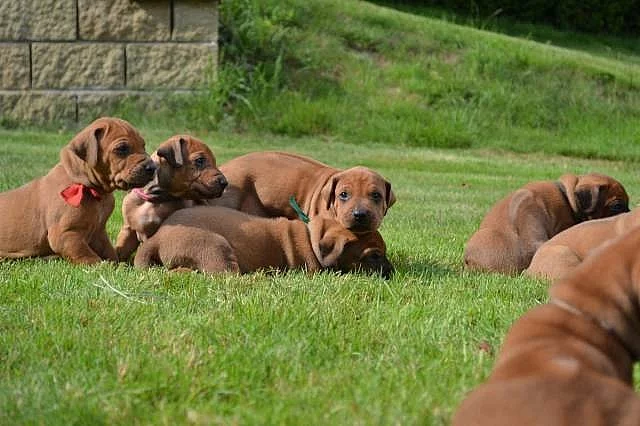 Rhodéský ridgeback krásná štěňata s PP