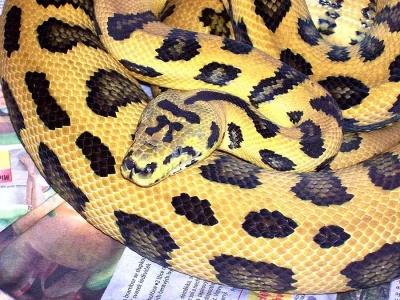 Kobercovky Morelia spilota ssp.