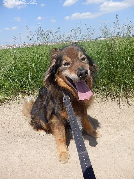 Rozumný Míša x Německý špic, kastrovaný