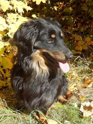 Rek dlouhosrstý jezevčík, mazel i hlídač v jednom