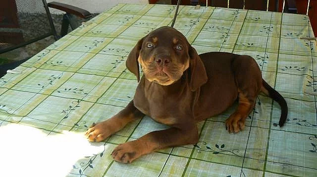 Prodám štěňata Louisiánského leopardího psa