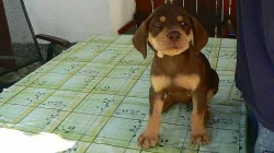 Prodám štěňata Louisiánského leopardího psa